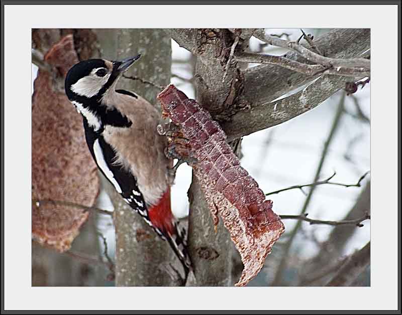 Woodpecker 5