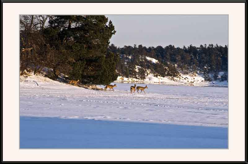four young deer on the ice