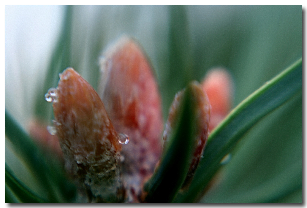 cone buds