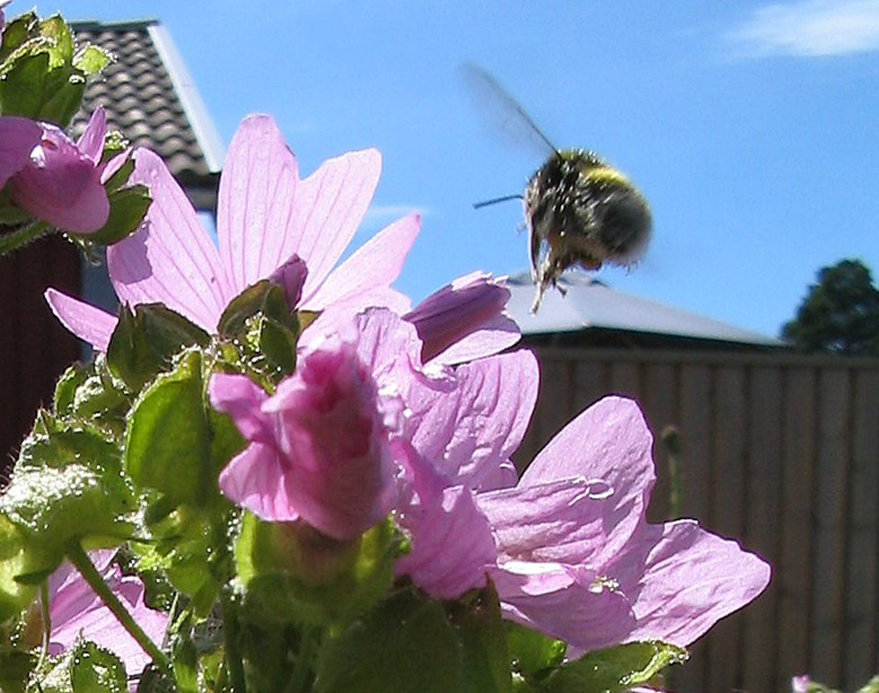 in-flight