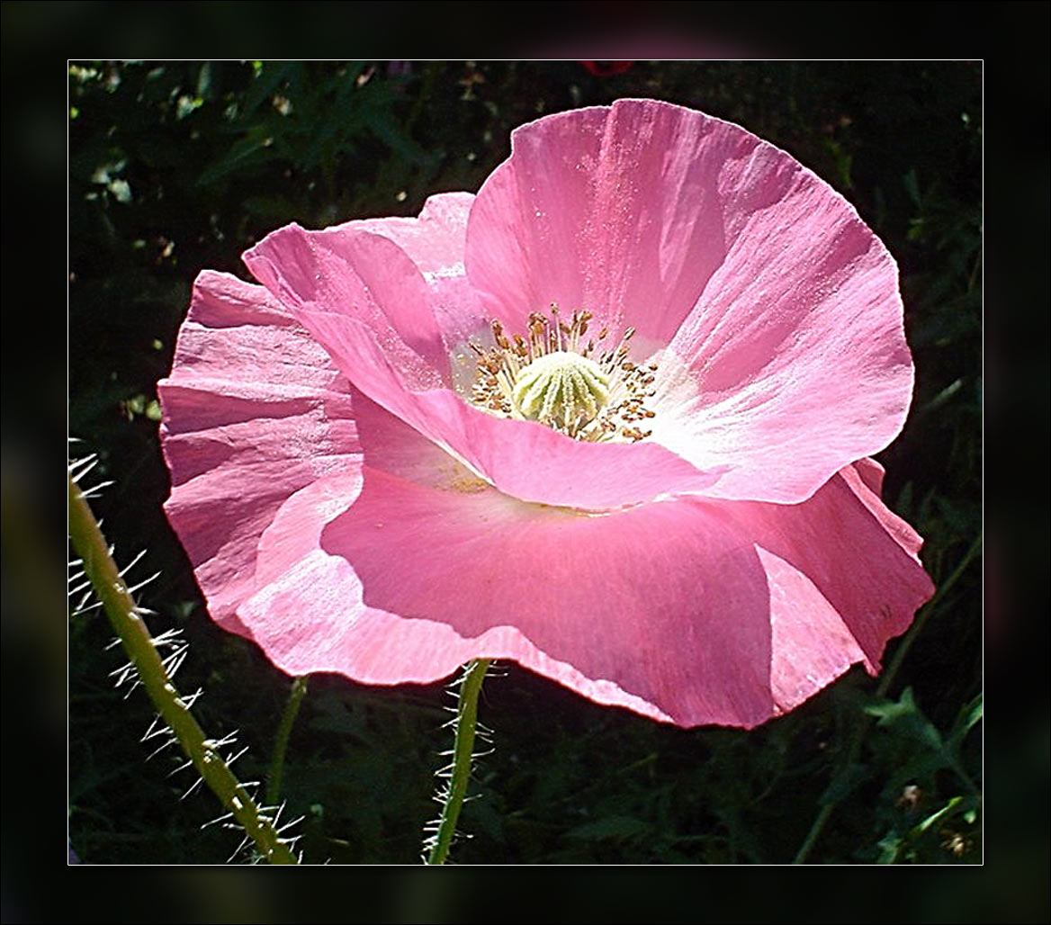 pink poppy