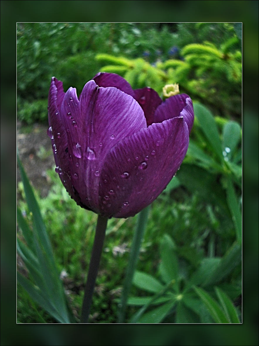 tulip in purple