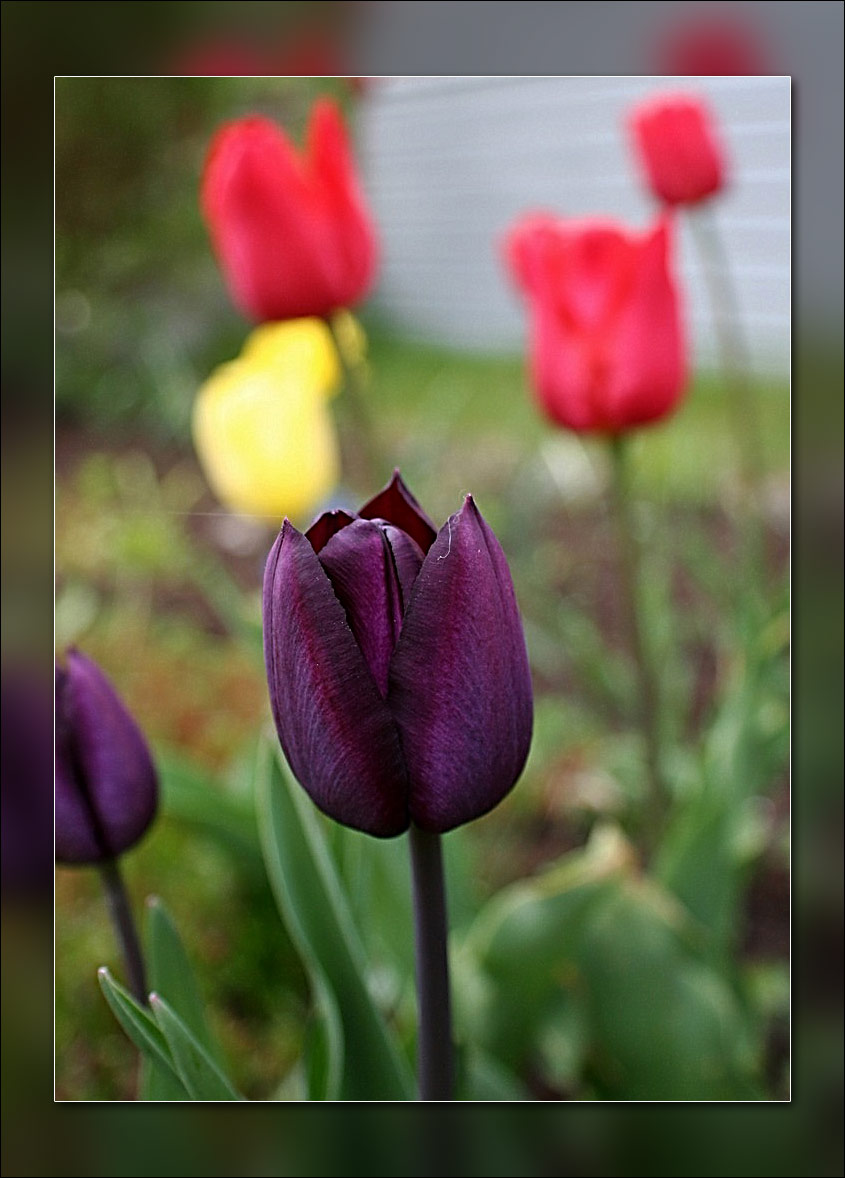 tulip purple in front