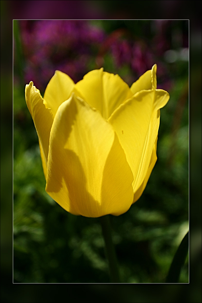 tulip sunlit