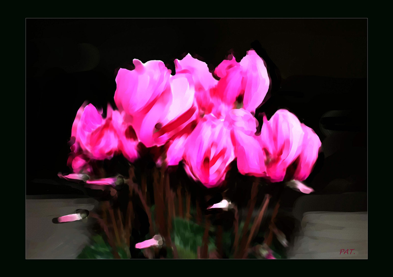 Cyclamen