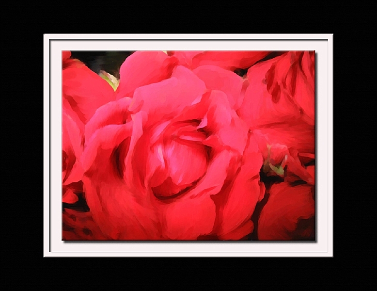 close up roses