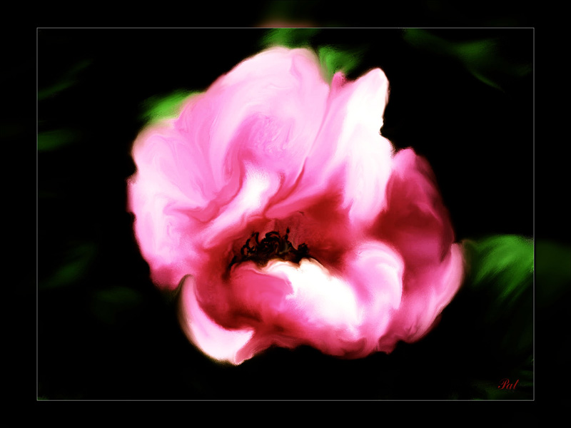 wild deep pink rose