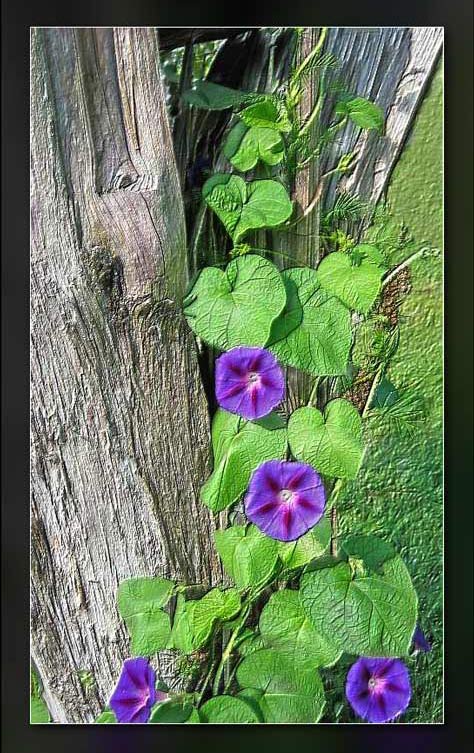 Daves morning glories