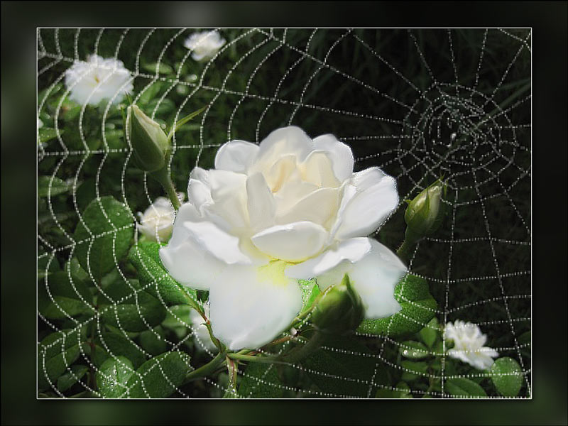 Daves-white-rose-web.jpg