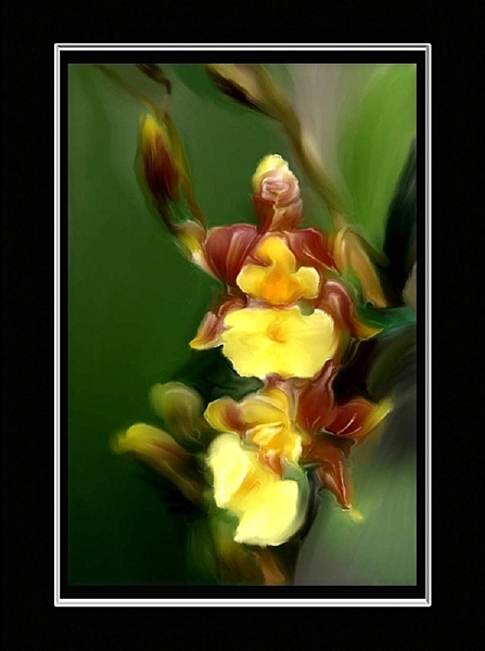 jans orchid