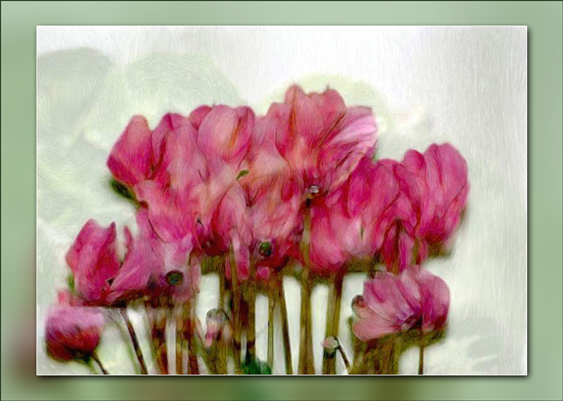 Cyclamen