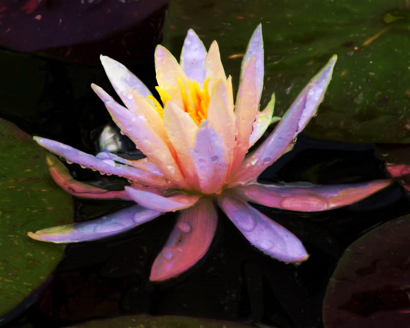 White WaterLily