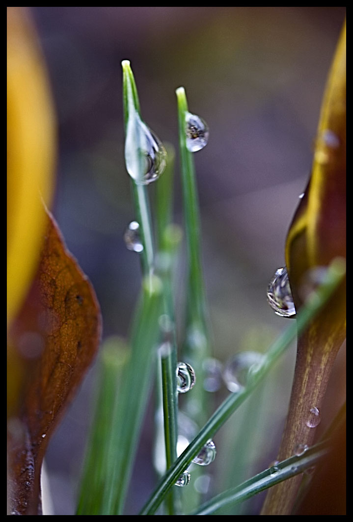 many drops