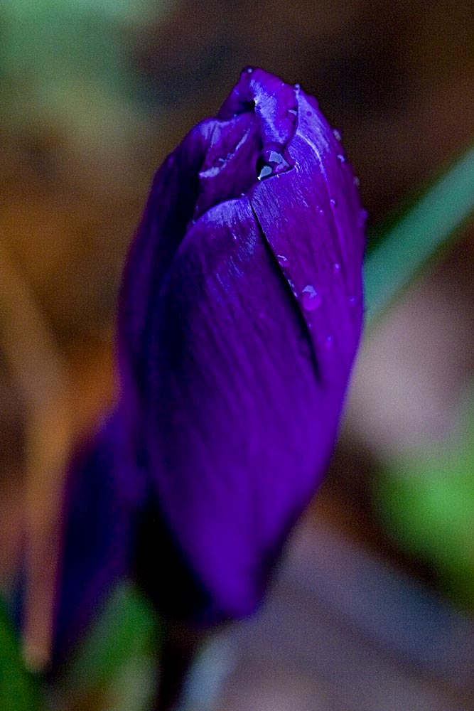 purple bud