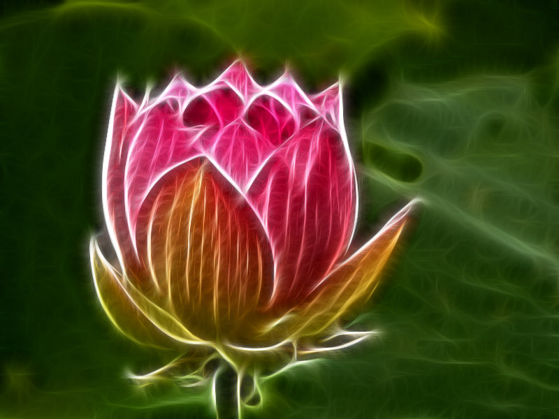 Lotus blossom...