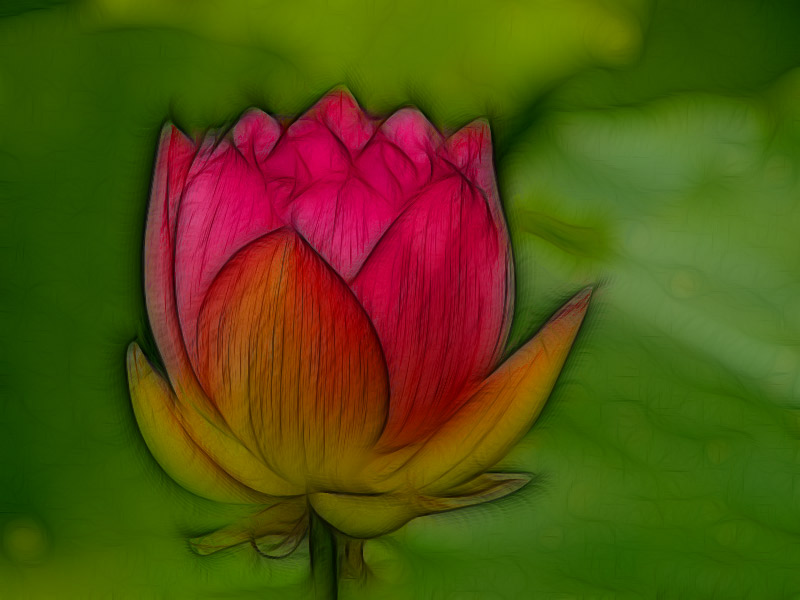 Lotus blossom...