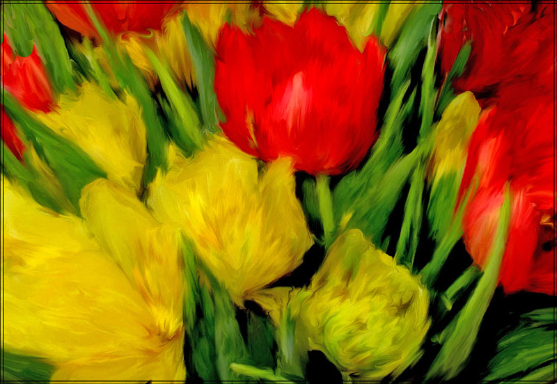 yellow n red tulips...