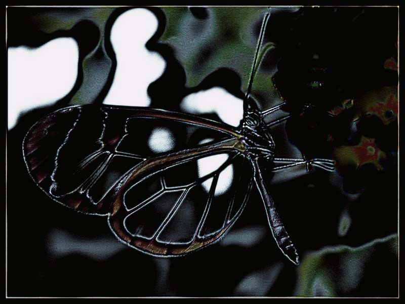 transparent-butterfly.jpg