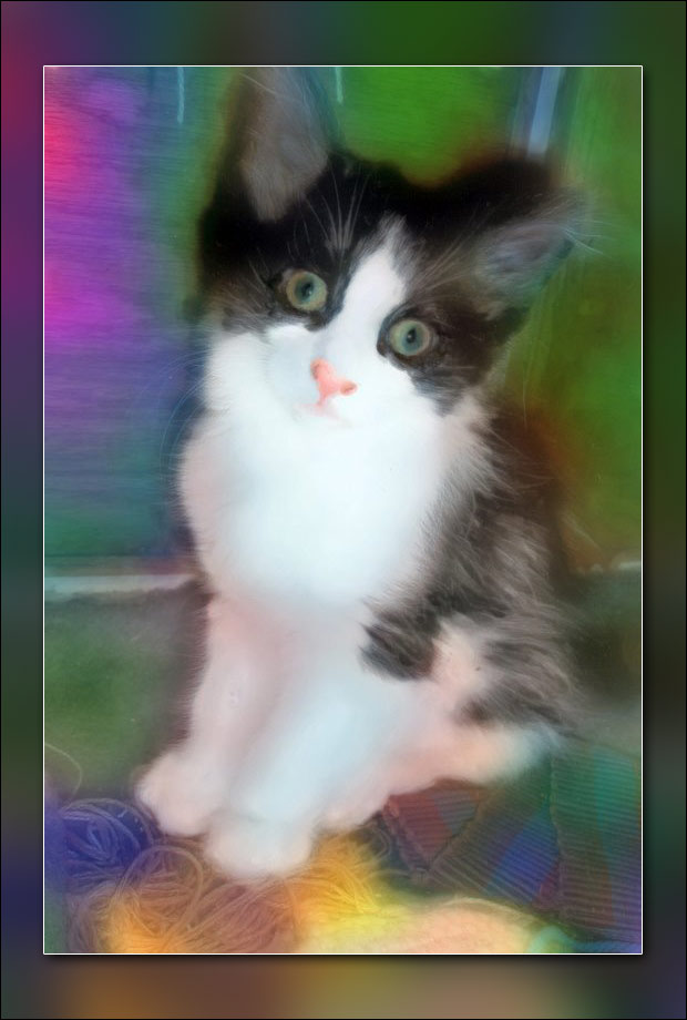 kitty-Kat.jpg