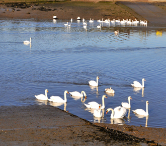 swan meeting