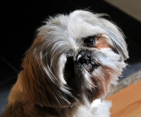 Lola