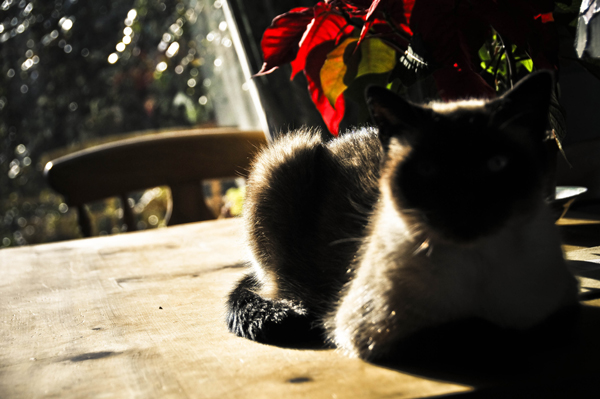 in the sun
