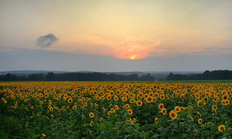 The end of the day at the sunflower farm.