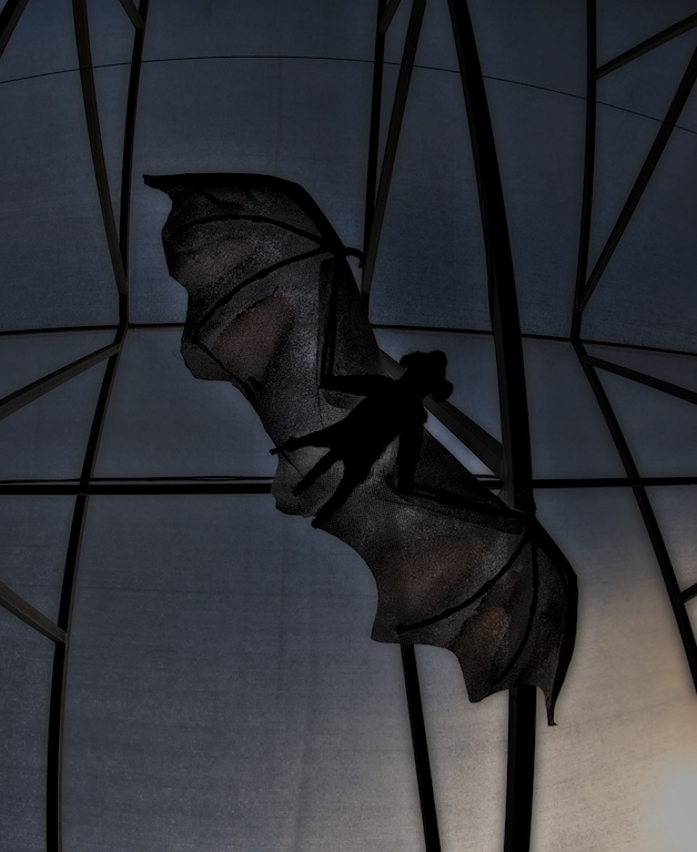 Bat in flight.
