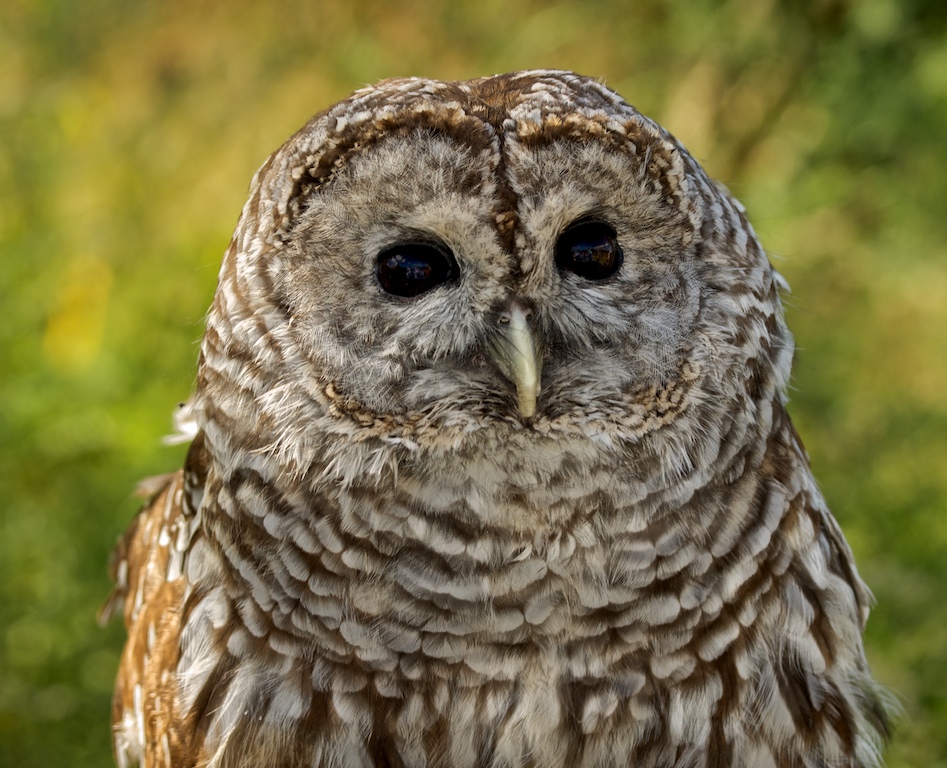 Barred Owl