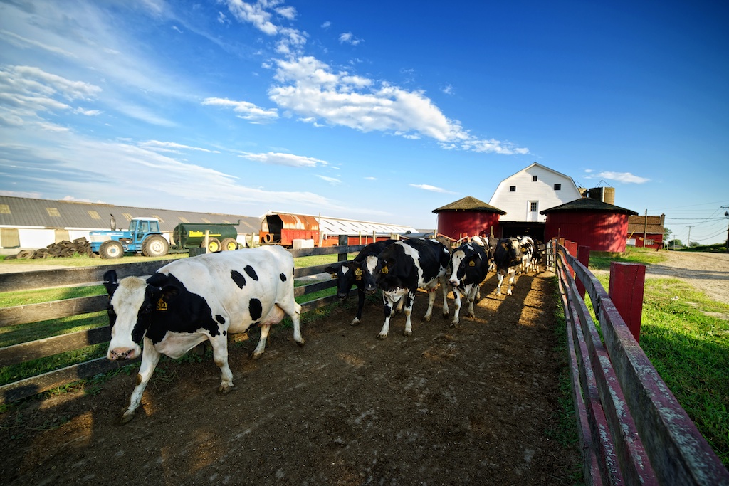 Turnout after the late afternoon milking