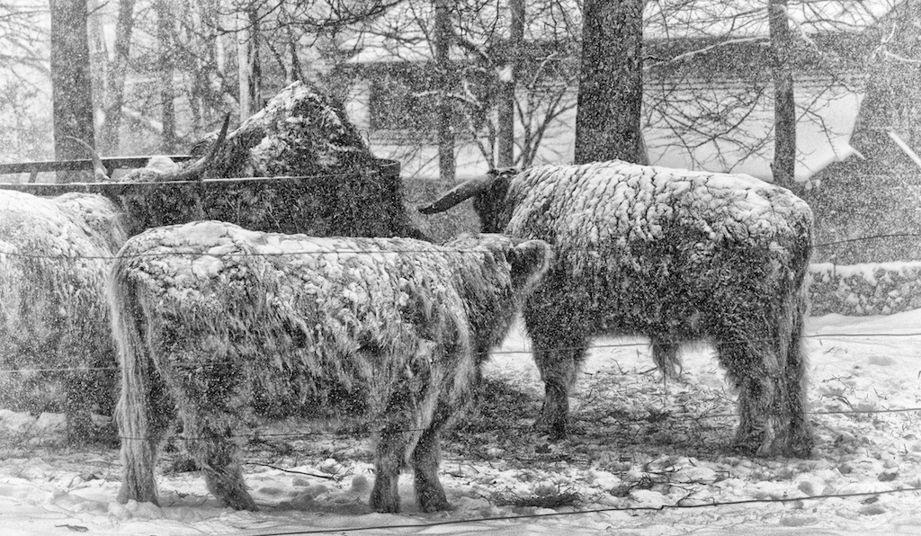 A very cold morning