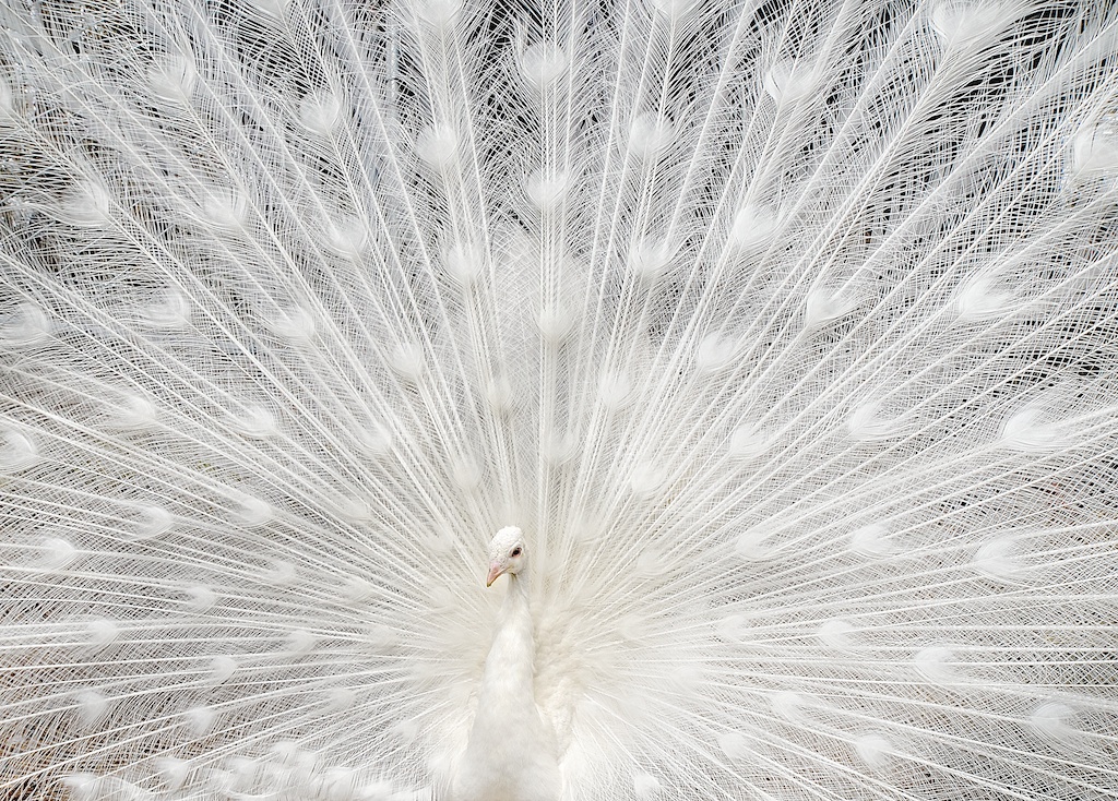 White Peacock