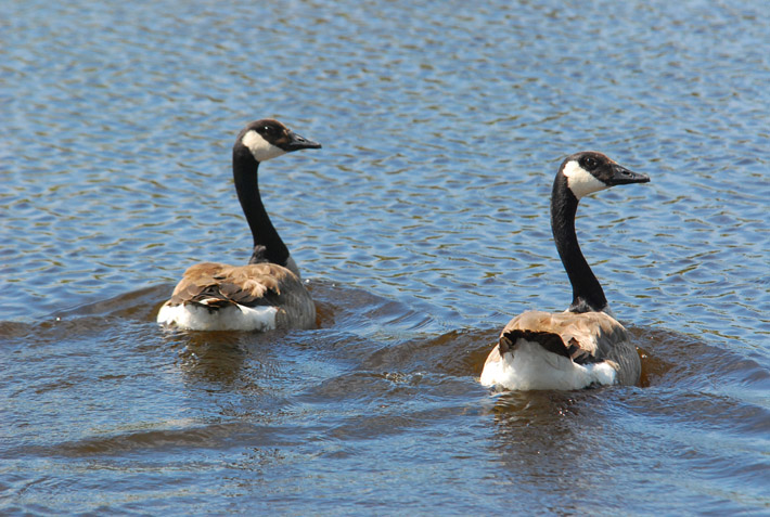  Synchronized Swim