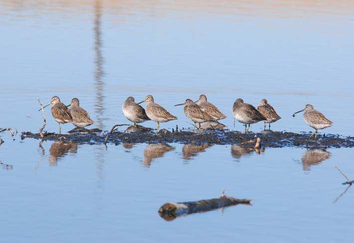 Dowitchers