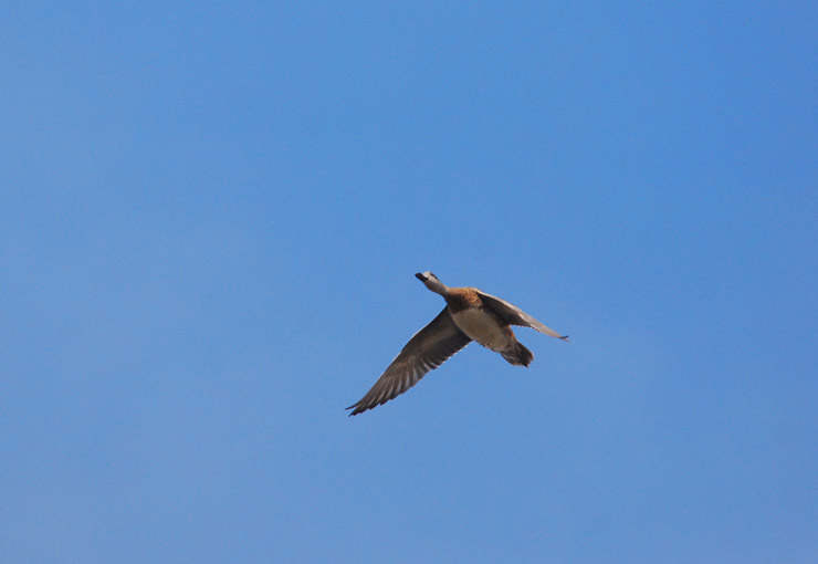  American Wigeon