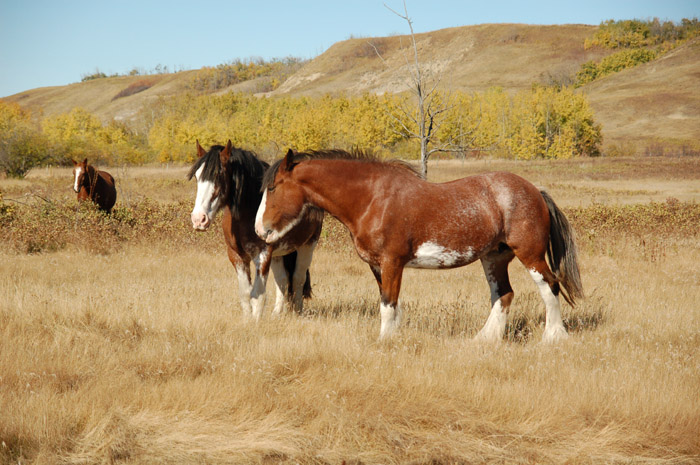  Home On The Range