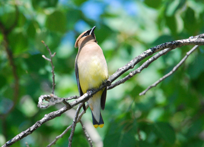 C.Waxwing