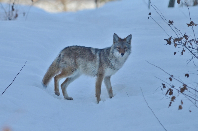 Coyote No. 2