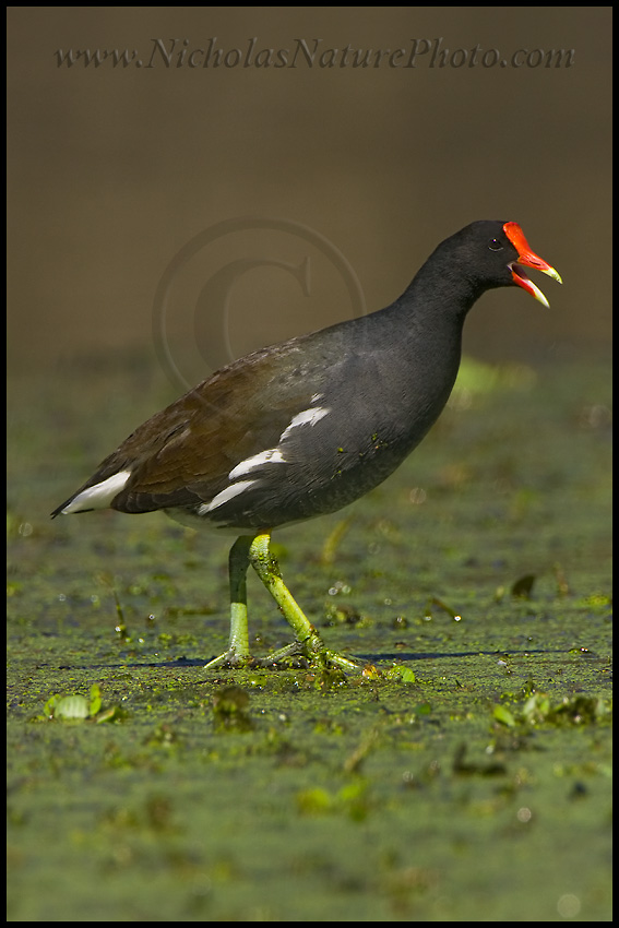 Common_Moorhen_wn_080218_090