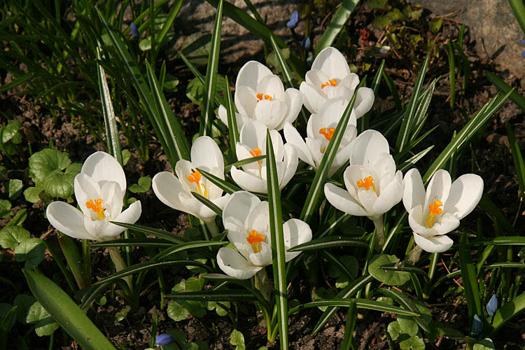 Crocus
