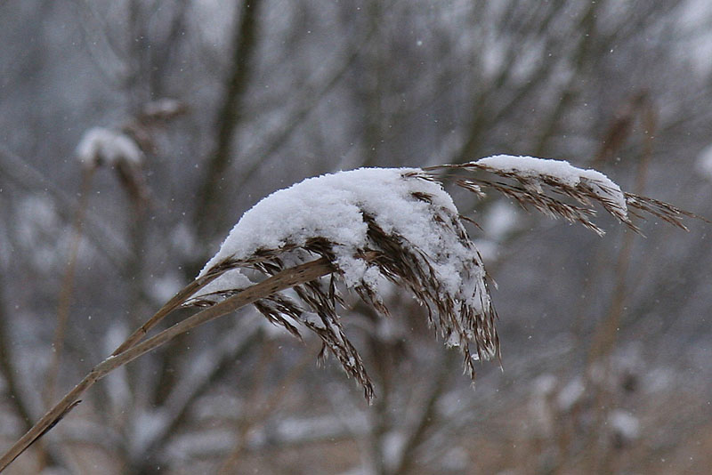 Common reed