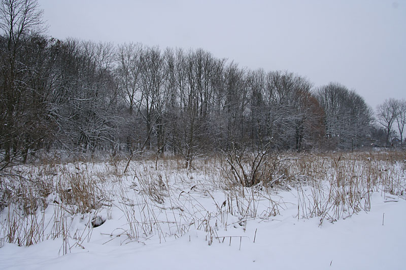 Winter landscape