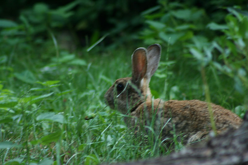 Lepus europaeus