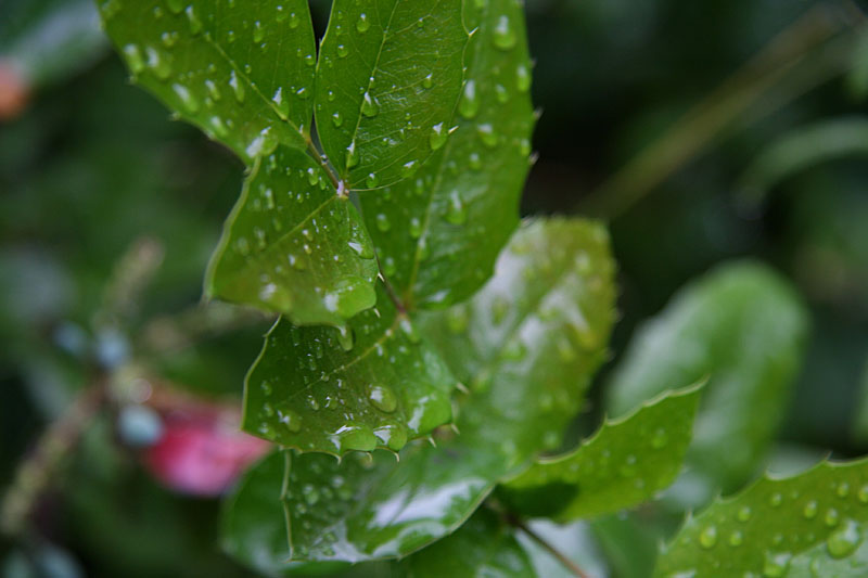 Drops