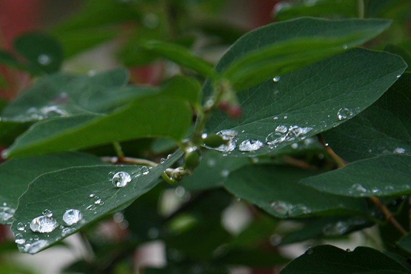 Drops