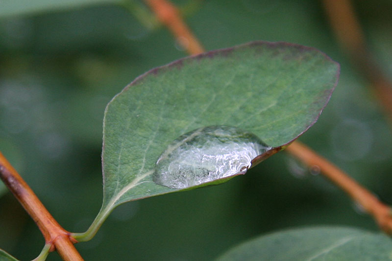 Drops