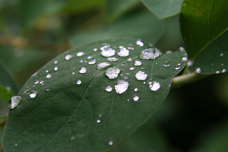 Drops