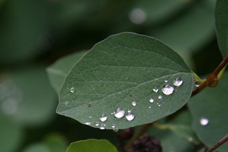 Drops