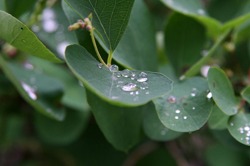 Drops
