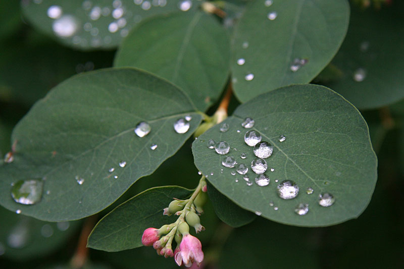 Drops